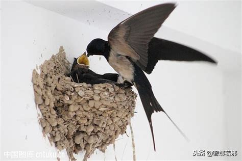 燕子在家裡築巢代表什麼意思